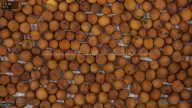 seed