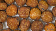 column seed