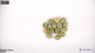 seed