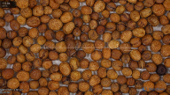 seed