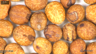 column seed