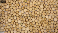 seed