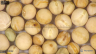 column seed