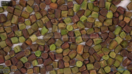 column seed