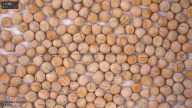 seed