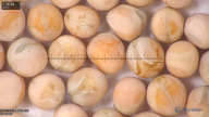 column seed