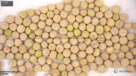 seed