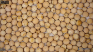 seed