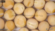 column seed