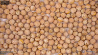 column seed
