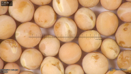 column seed