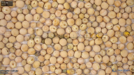 column seed