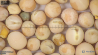 column seed