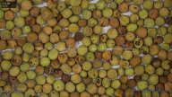 column seed