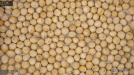 seed