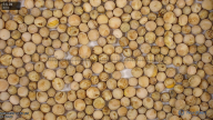 seed