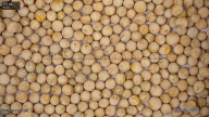 seed