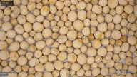 seed