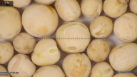 column seed