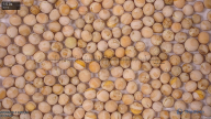 column seed