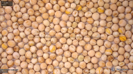 seed