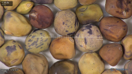 column seed