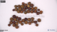seed