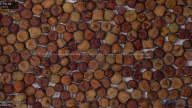 seed