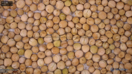 seed