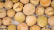 column seed