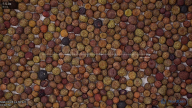seed