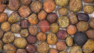 column seed