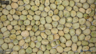 seed