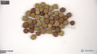 seed