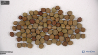 seed