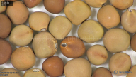 column seed