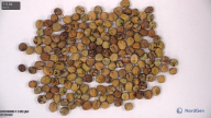 seed