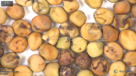 column seed