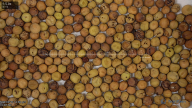 seed