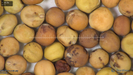 column seed