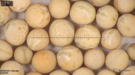 column seed