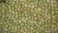 seed
