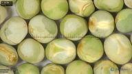 column seed