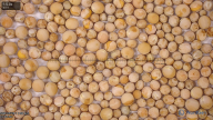 column seed