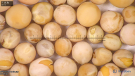 column seed