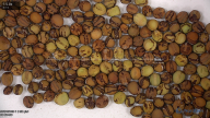 seed