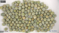 seed
