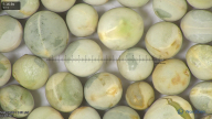 column seed