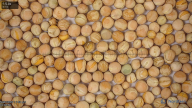 seed