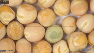 column seed